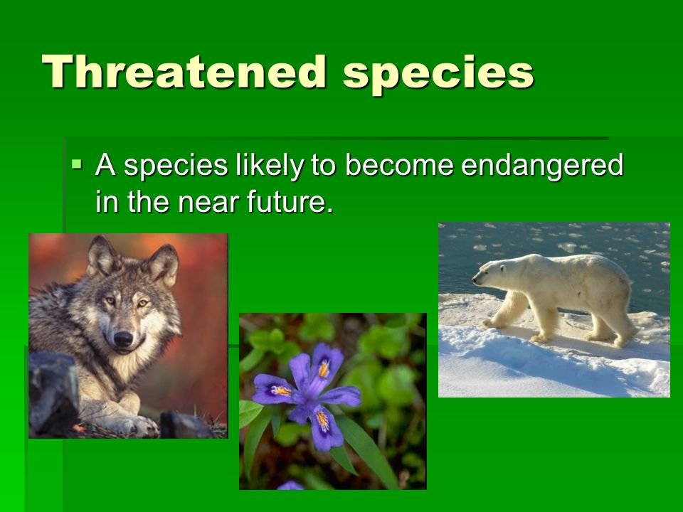 Threatened species  A species likely to become endangered in the near future.