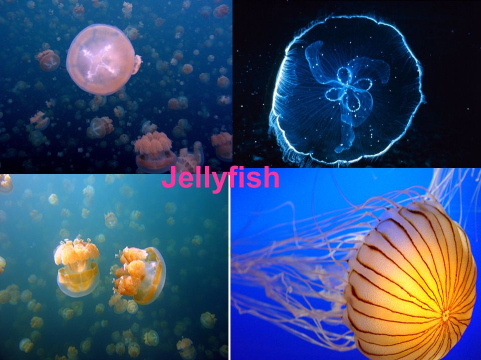 Ex: coral (live in colonies), sea anemone, jellyfish, hydra (freshwater, live in colonies) Ex: coral (live in colonies), sea anemone, jellyfish, hydra (freshwater, live in colonies) Cnidarians (Stinging celled animals) Cnidaria Phylum: Cnidaria