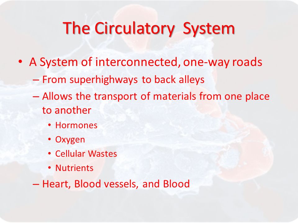 The Circulatory System A System of interconnected, one-way roads – From superhighways to back alleys – Allows the transport of materials from one place to another Hormones Oxygen Cellular Wastes Nutrients – Heart, Blood vessels, and Blood