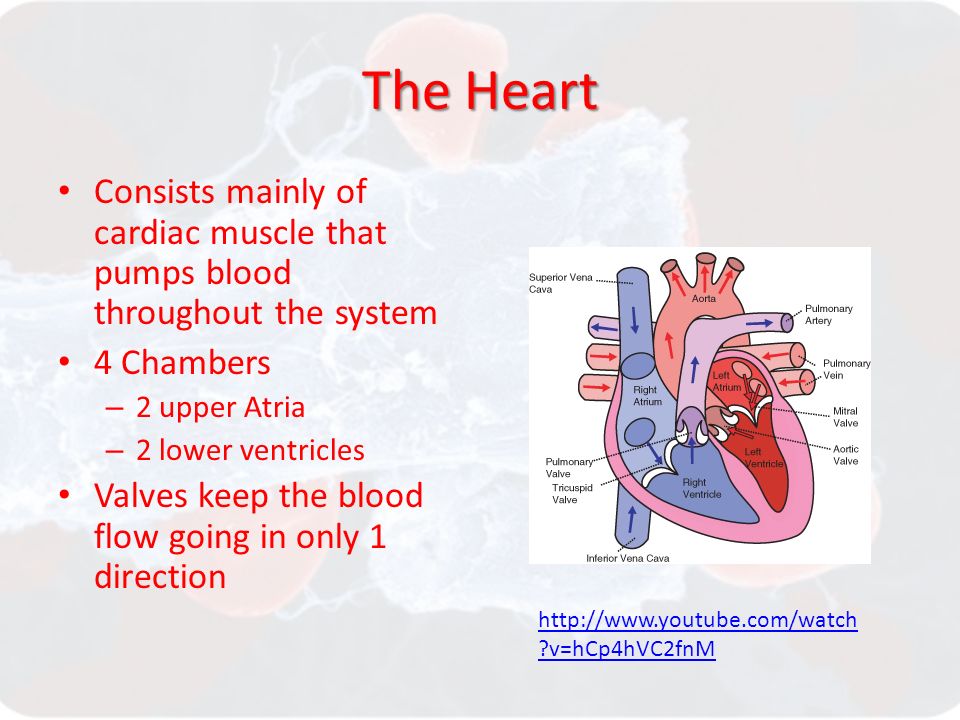 The Heart Consists mainly of cardiac muscle that pumps blood throughout the system 4 Chambers – 2 upper Atria – 2 lower ventricles Valves keep the blood flow going in only 1 direction   v=hCp4hVC2fnM