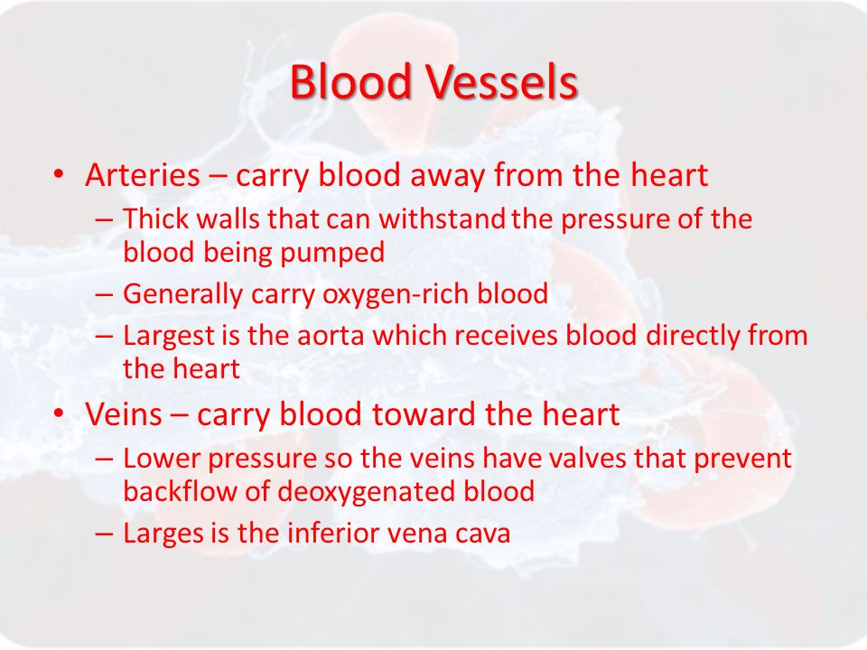 Blood Vessels Arteries – carry blood away from the heart – Thick walls that can withstand the pressure of the blood being pumped – Generally carry oxygen-rich blood – Largest is the aorta which receives blood directly from the heart Veins – carry blood toward the heart – Lower pressure so the veins have valves that prevent backflow of deoxygenated blood – Larges is the inferior vena cava