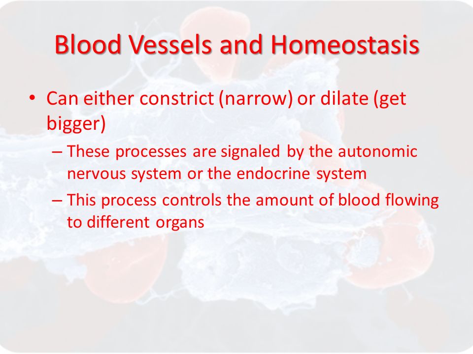 Blood Vessels and Homeostasis Can either constrict (narrow) or dilate (get bigger) – These processes are signaled by the autonomic nervous system or the endocrine system – This process controls the amount of blood flowing to different organs
