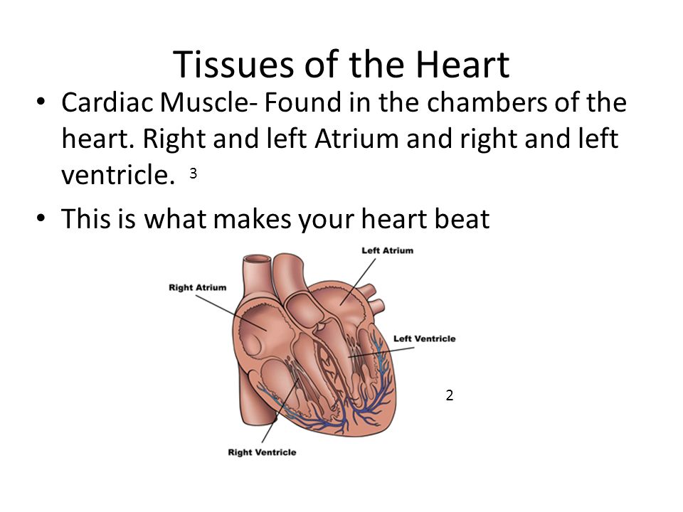 Tissues of the Heart Cardiac Muscle- Found in the chambers of the heart.