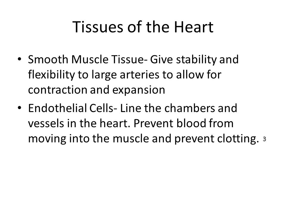 Tissues of the Heart Smooth Muscle Tissue- Give stability and flexibility to large arteries to allow for contraction and expansion Endothelial Cells- Line the chambers and vessels in the heart.