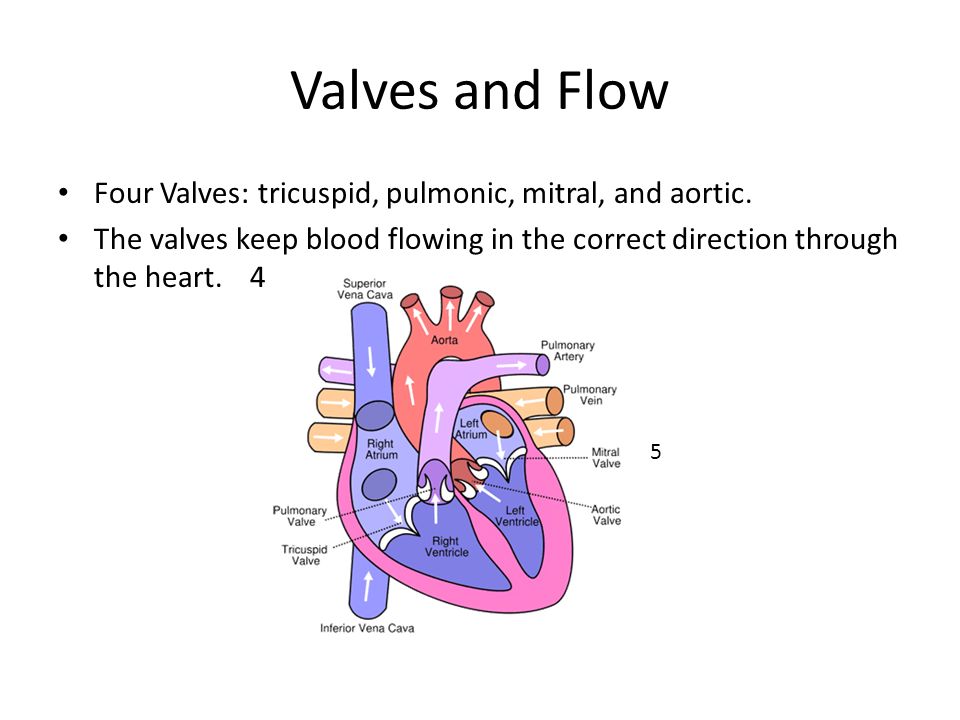 Valves and Flow Four Valves: tricuspid, pulmonic, mitral, and aortic.