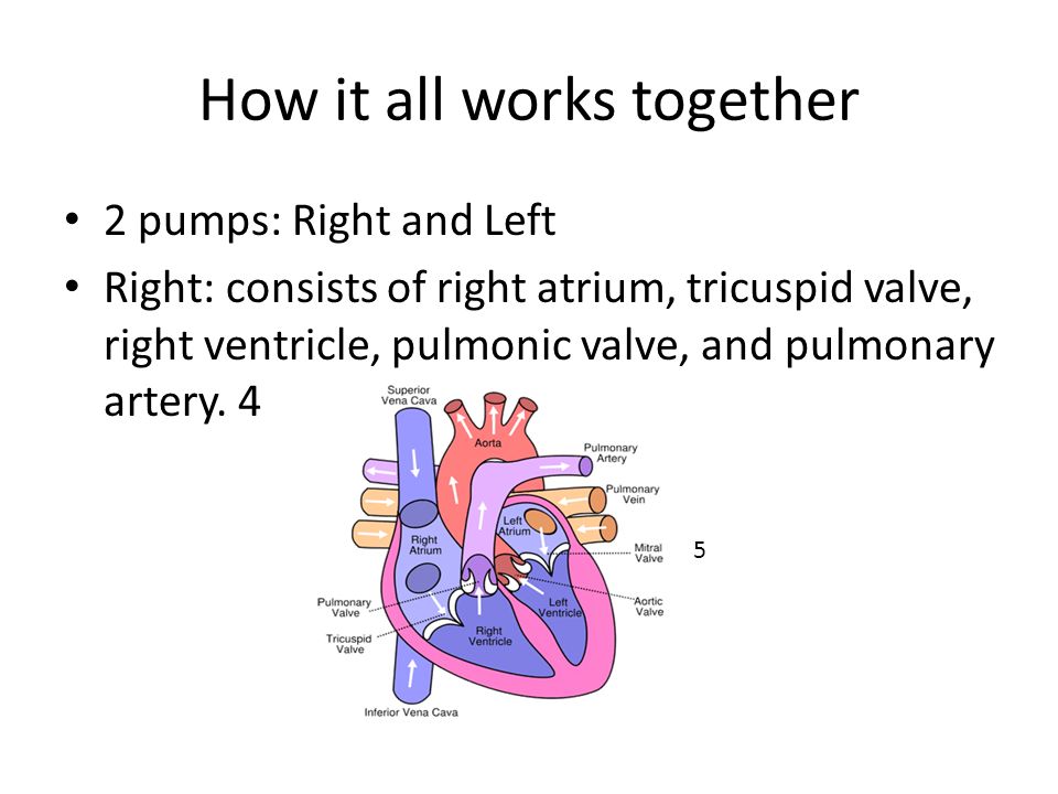 How it all works together 2 pumps: Right and Left Right: consists of right atrium, tricuspid valve, right ventricle, pulmonic valve, and pulmonary artery.