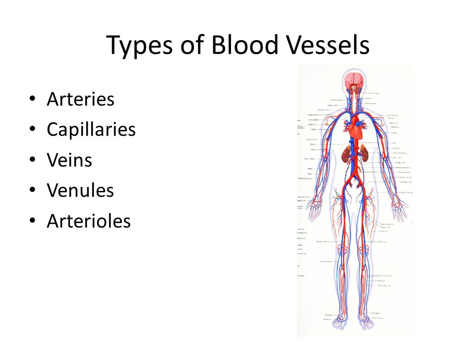 Types of Blood Vessels Arteries Capillaries Veins Venules Arterioles