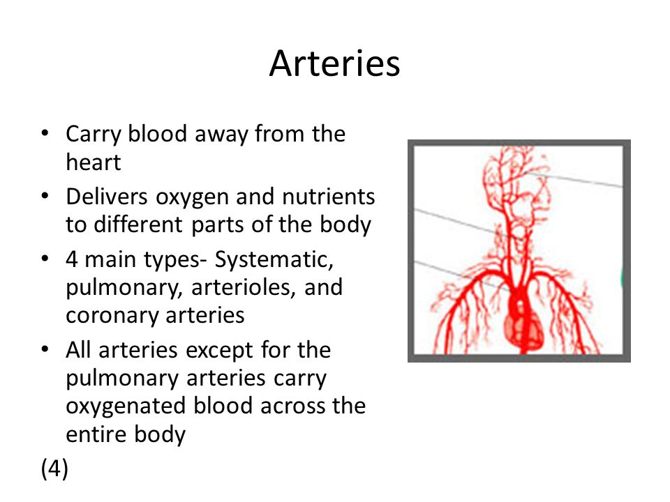 Arteries Carry blood away from the heart Delivers oxygen and nutrients to different parts of the body 4 main types- Systematic, pulmonary, arterioles, and coronary arteries All arteries except for the pulmonary arteries carry oxygenated blood across the entire body (4)