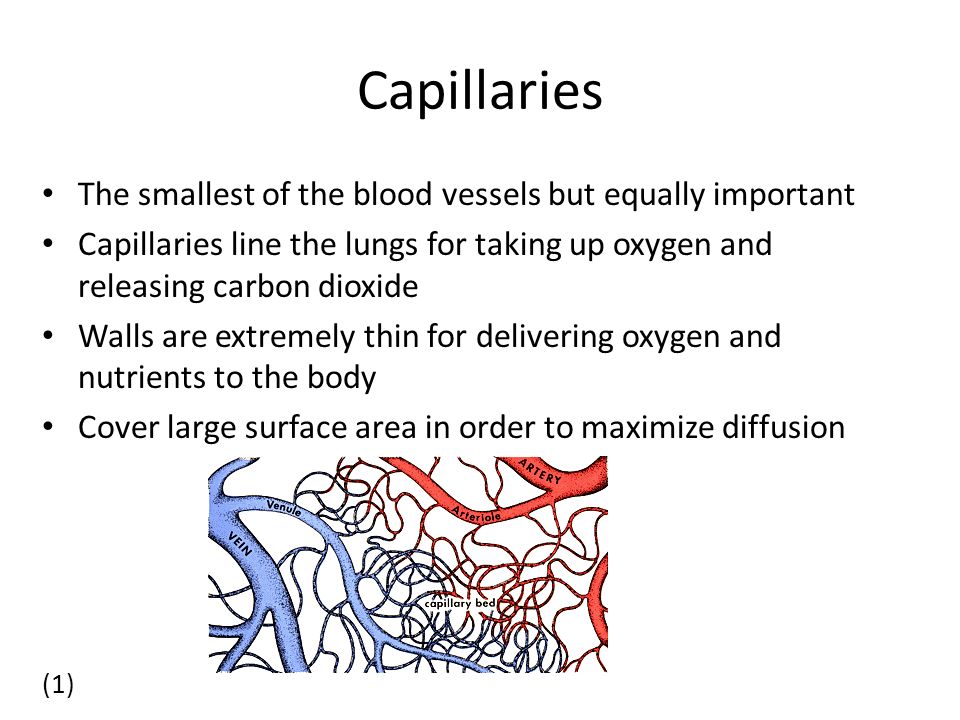 Capillaries The smallest of the blood vessels but equally important Capillaries line the lungs for taking up oxygen and releasing carbon dioxide Walls are extremely thin for delivering oxygen and nutrients to the body Cover large surface area in order to maximize diffusion (1)