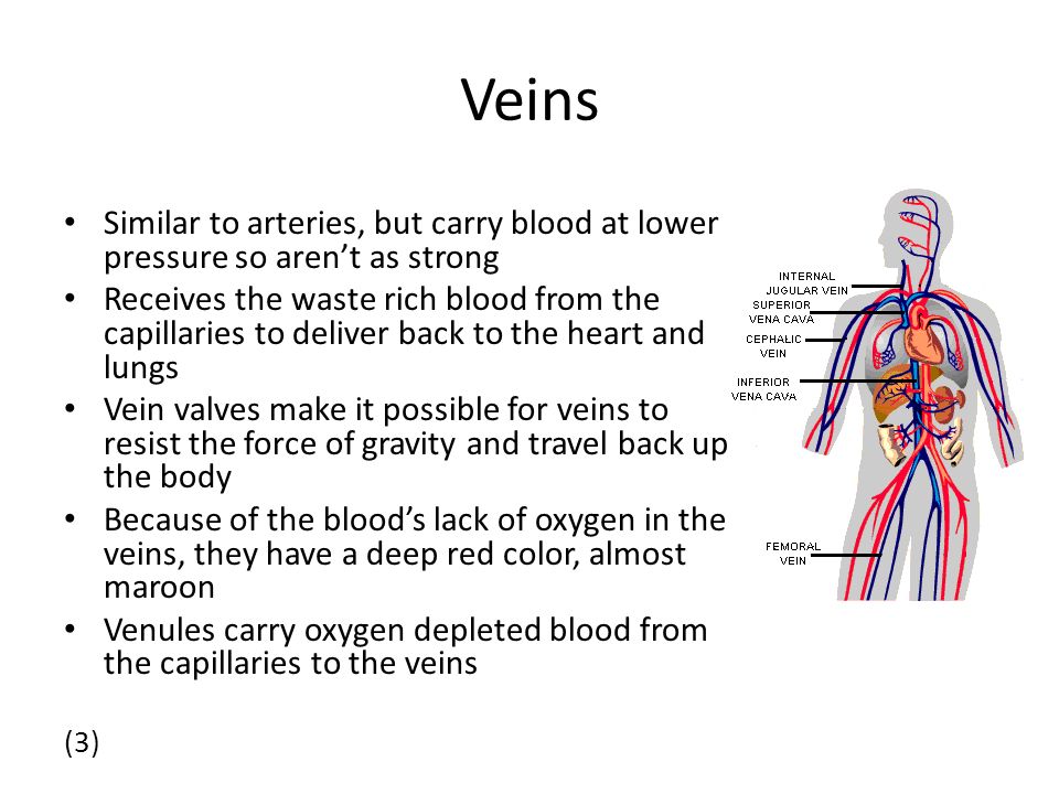 Veins Similar to arteries, but carry blood at lower pressure so aren’t as strong Receives the waste rich blood from the capillaries to deliver back to the heart and lungs Vein valves make it possible for veins to resist the force of gravity and travel back up the body Because of the blood’s lack of oxygen in the veins, they have a deep red color, almost maroon Venules carry oxygen depleted blood from the capillaries to the veins (3)