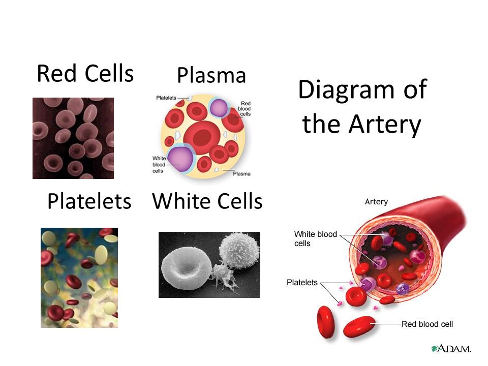 Red Cells White CellsPlatelets Plasma Diagram of the Artery