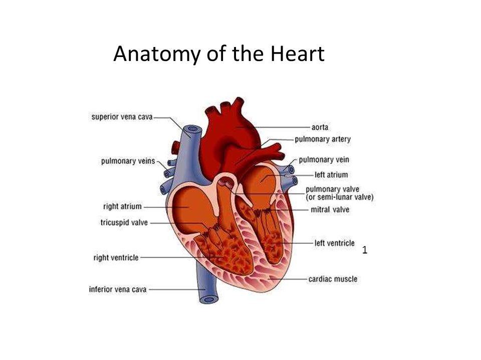 1 Anatomy of the Heart