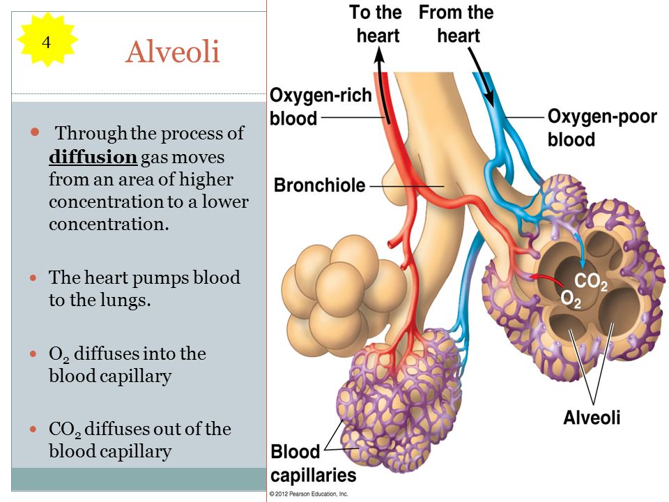 Alveoli Through the process of diffusion gas moves from an area of higher concentration to a lower concentration.
