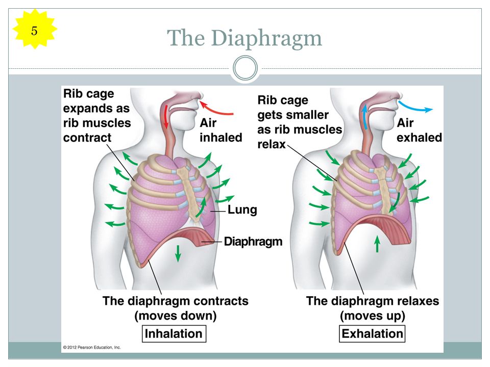 The Diaphragm 5
