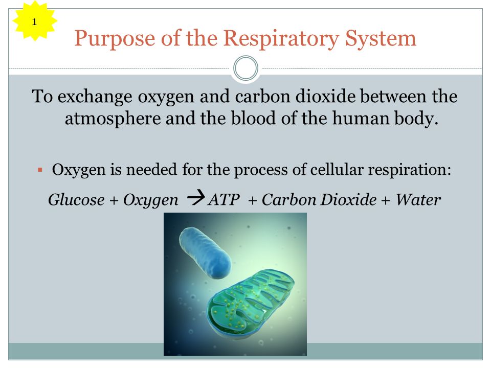 Purpose of the Respiratory System To exchange oxygen and carbon dioxide between the atmosphere and the blood of the human body.