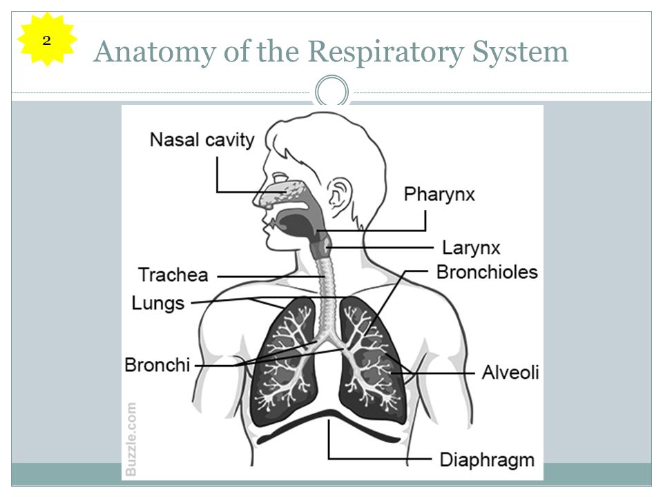 Anatomy of the Respiratory System 2