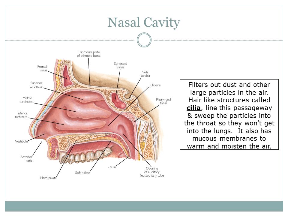 Nasal Cavity Filters out dust and other large particles in the air.