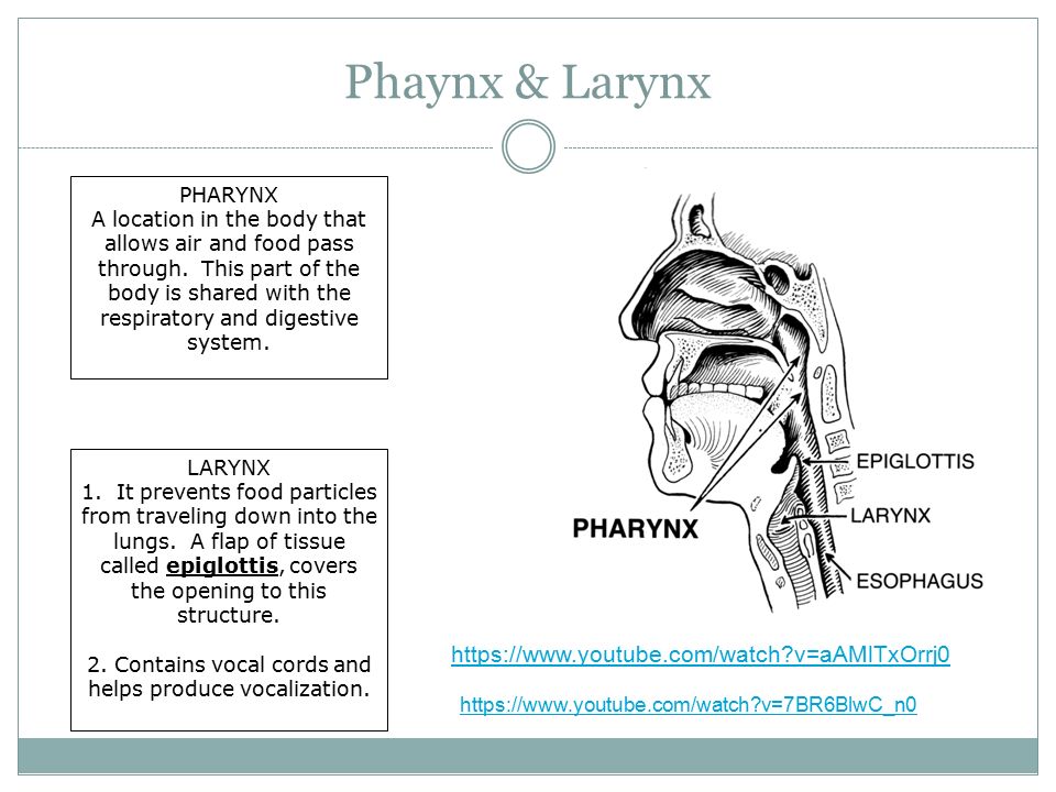 Phaynx & Larynx PHARYNX A location in the body that allows air and food pass through.
