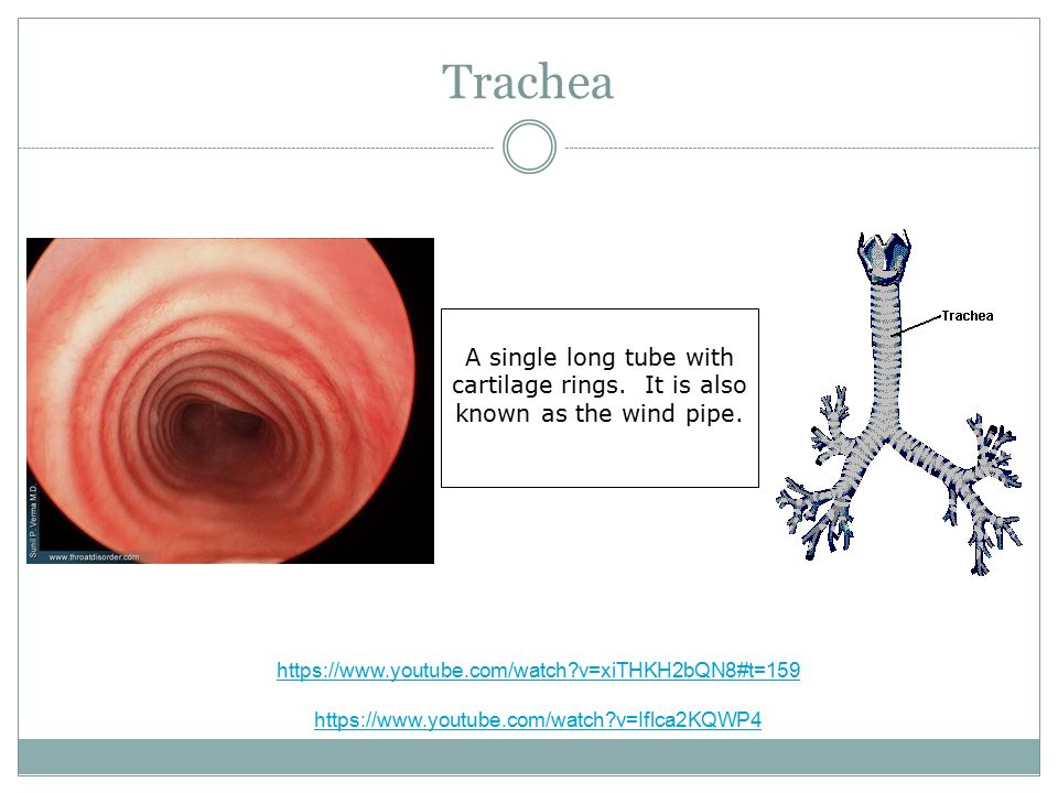Trachea A single long tube with cartilage rings. It is also known as the wind pipe.
