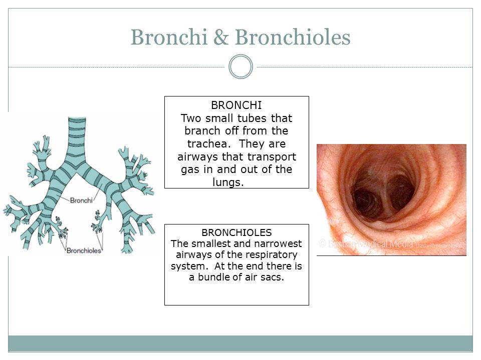 Bronchi & Bronchioles BRONCHI Two small tubes that branch off from the trachea.