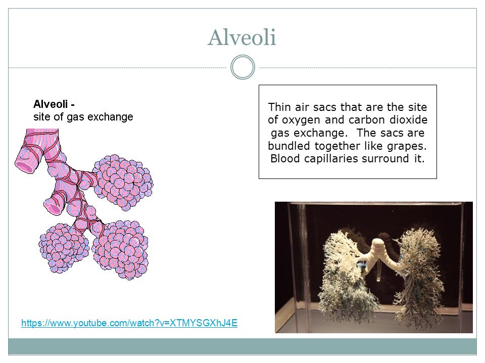 Alveoli Thin air sacs that are the site of oxygen and carbon dioxide gas exchange.