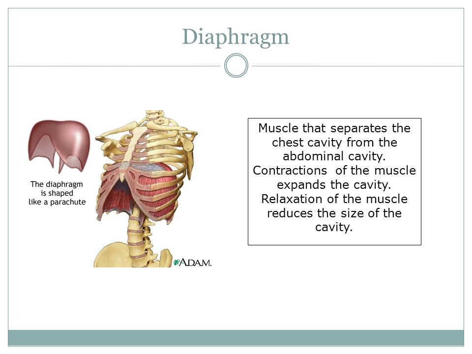 Diaphragm Muscle that separates the chest cavity from the abdominal cavity.