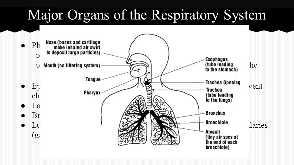 Overall function A group of tissues and organs that allows you to breathe Primary function: supply oxygen throughout your body Made of...