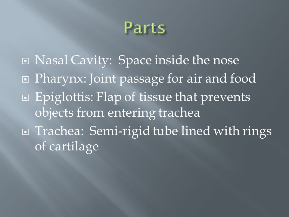  Nasal Cavity: Space inside the nose  Pharynx: Joint passage for air and food  Epiglottis: Flap of tissue that prevents objects from entering trachea  Trachea: Semi-rigid tube lined with rings of cartilage
