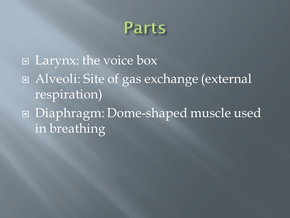  Larynx: the voice box  Alveoli: Site of gas exchange (external respiration)  Diaphragm: Dome-shaped muscle used in breathing