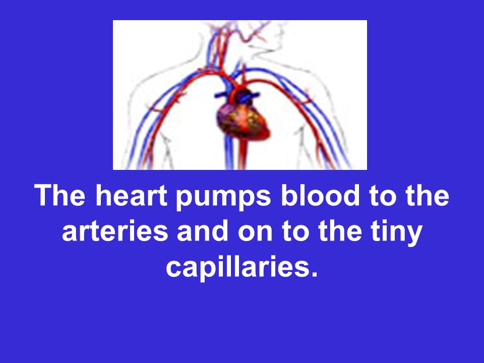 The heart pumps blood to the arteries and on to the tiny capillaries.