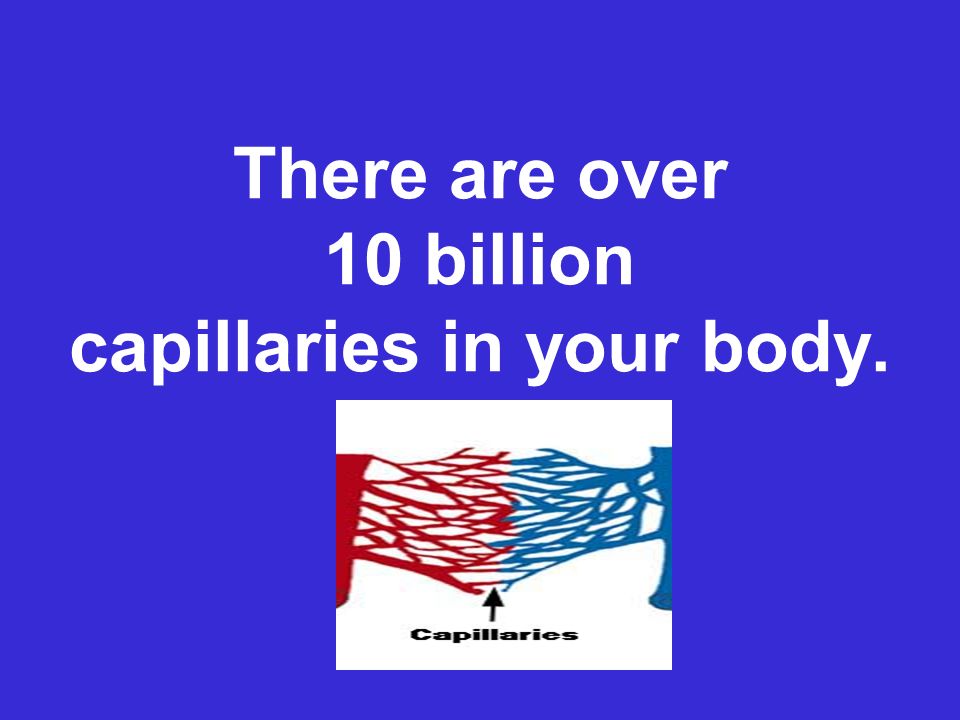 There are over 10 billion capillaries in your body.