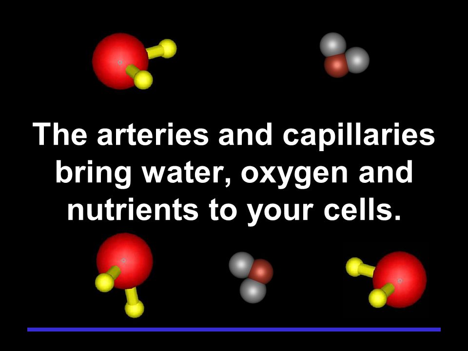 The arteries and capillaries bring water, oxygen and nutrients to your cells.