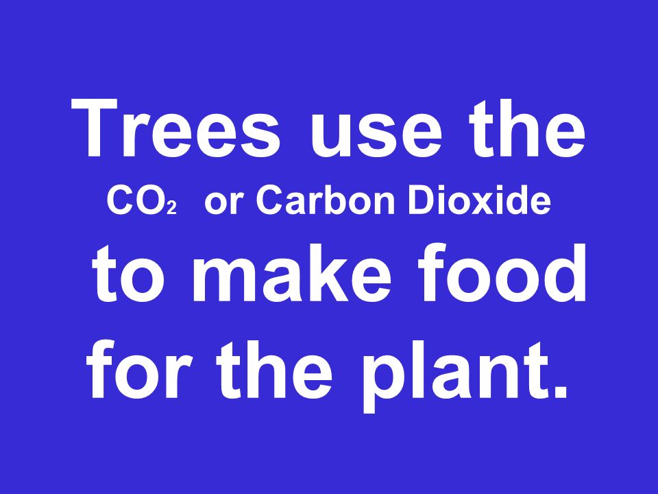 Trees use the CO 2 or Carbon Dioxide to make food for the plant.
