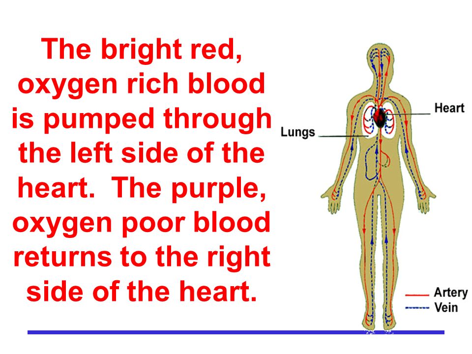 The bright red, oxygen rich blood is pumped through the left side of the heart.