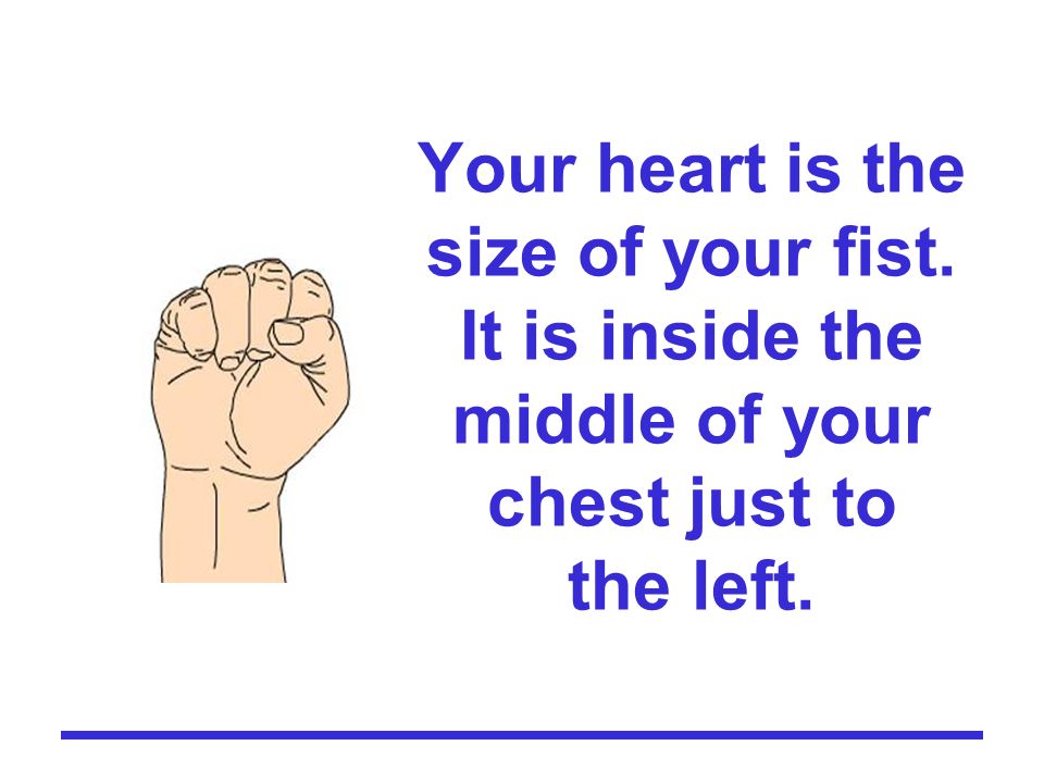 Your heart is the size of your fist. It is inside the middle of your chest just to the left.