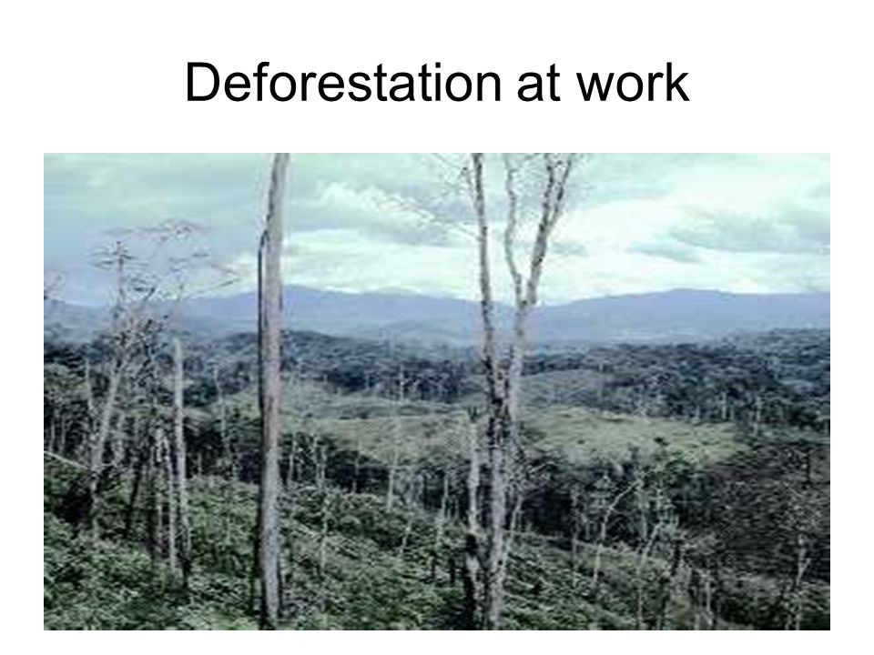 Deforestation at work