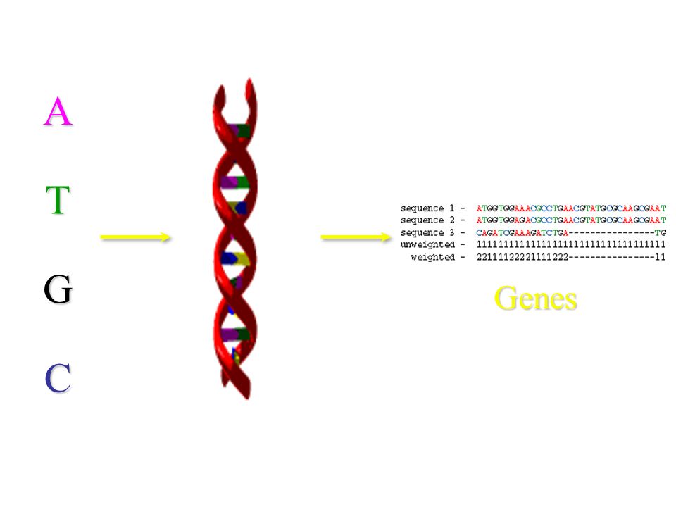 A T G C Genes