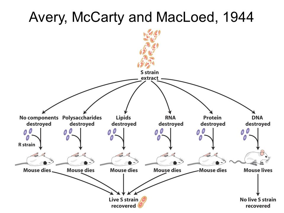 Avery, McCarty and MacLoed, 1944