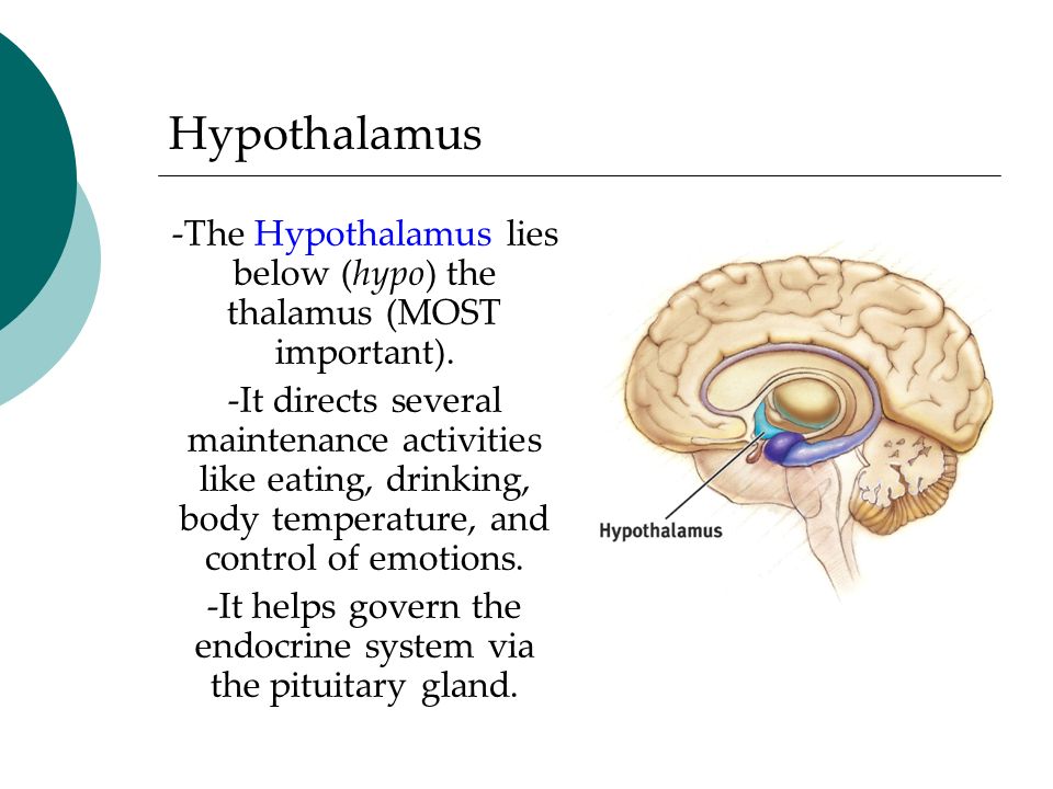 Hypothalamus -The Hypothalamus lies below (hypo) the thalamus (MOST important).