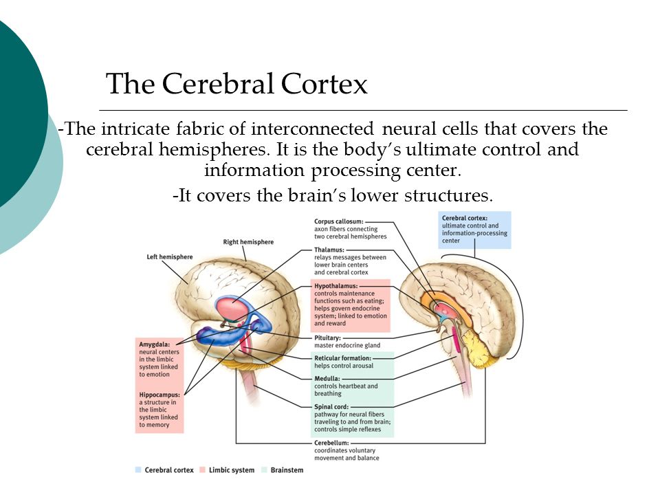 The Cerebral Cortex -The intricate fabric of interconnected neural cells that covers the cerebral hemispheres.