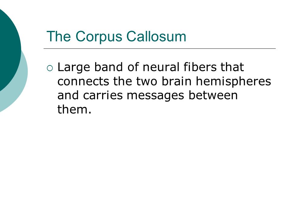 The Corpus Callosum  Large band of neural fibers that connects the two brain hemispheres and carries messages between them.