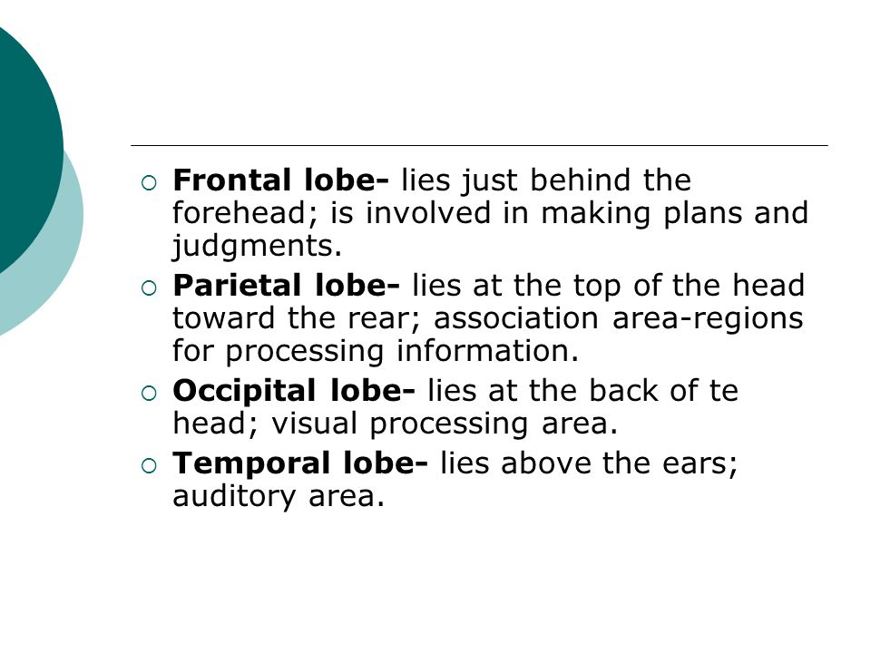  Frontal lobe- lies just behind the forehead; is involved in making plans and judgments.