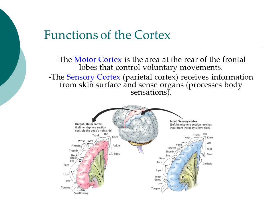 Functions of the Cortex -The Motor Cortex is the area at the rear of the frontal lobes that control voluntary movements.