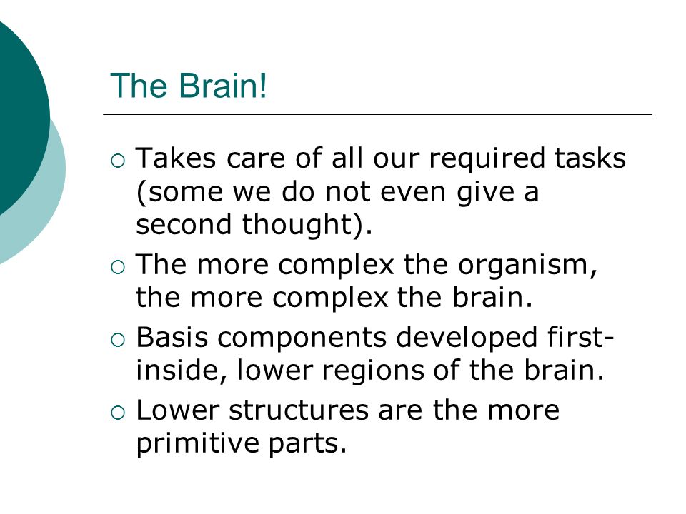 The Brain.  Takes care of all our required tasks (some we do not even give a second thought).