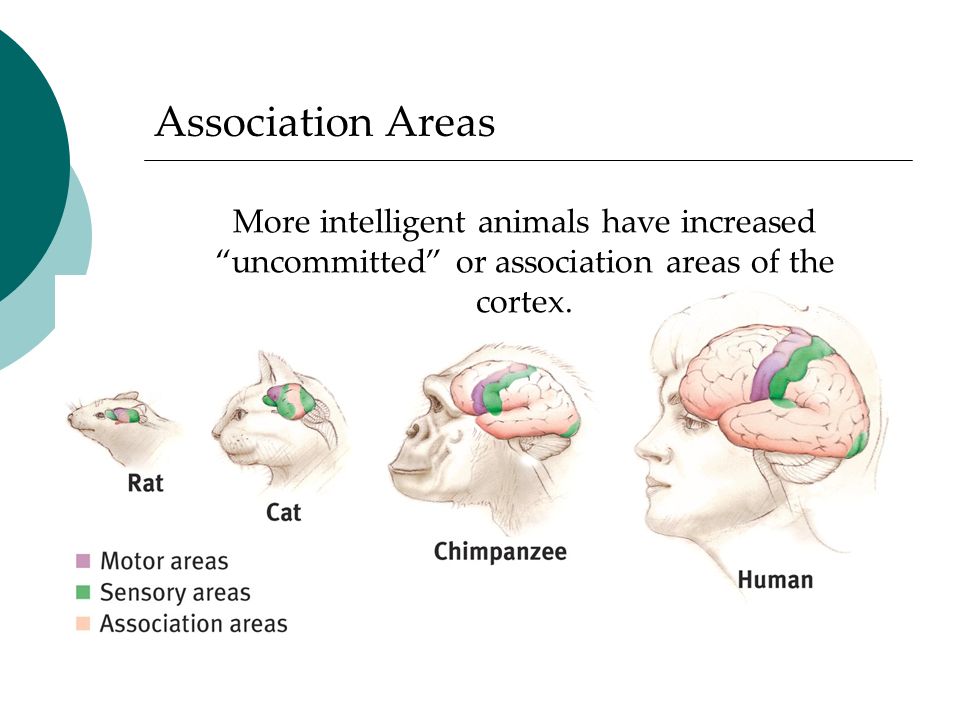 More intelligent animals have increased uncommitted or association areas of the cortex.
