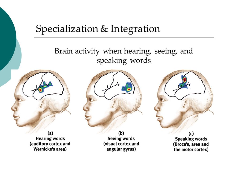Specialization & Integration Brain activity when hearing, seeing, and speaking words