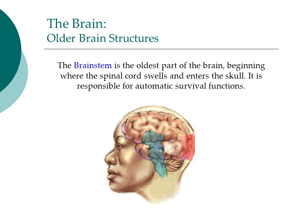 The Brain: Older Brain Structures The Brainstem is the oldest part of the brain, beginning where the spinal cord swells and enters the skull.
