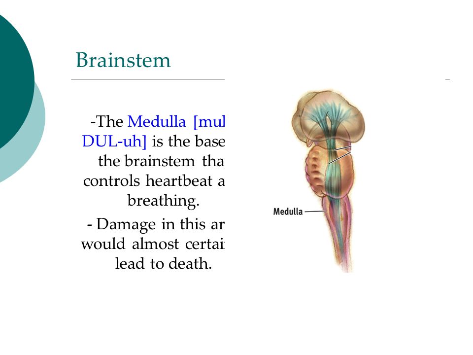 Brainstem -The Medulla [muh- DUL-uh] is the base of the brainstem that controls heartbeat and breathing.