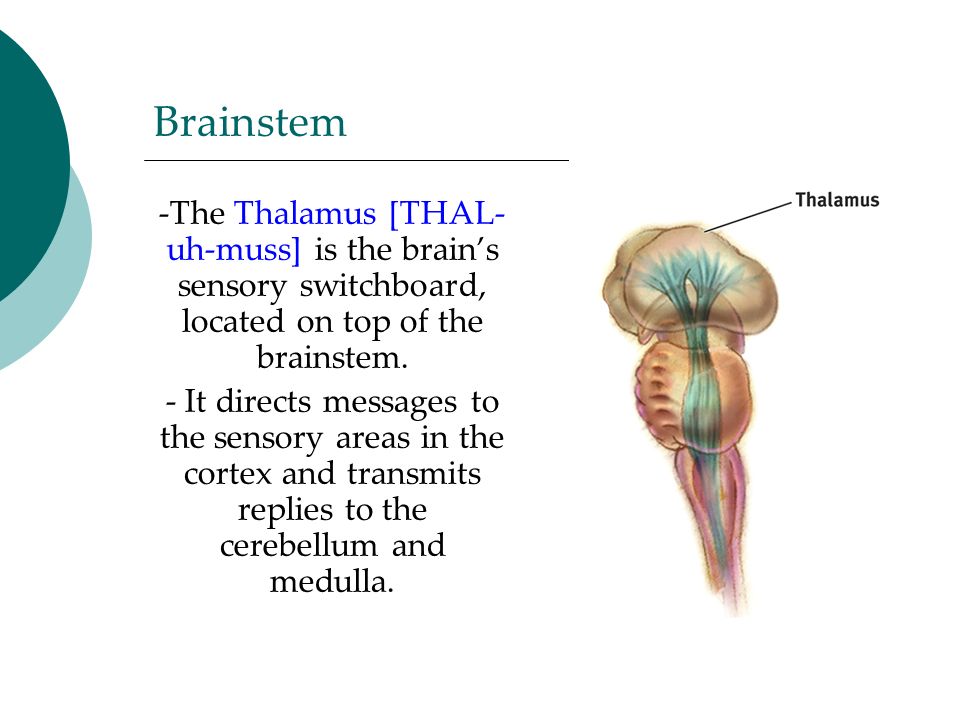 Brainstem -The Thalamus [THAL- uh-muss] is the brain’s sensory switchboard, located on top of the brainstem.