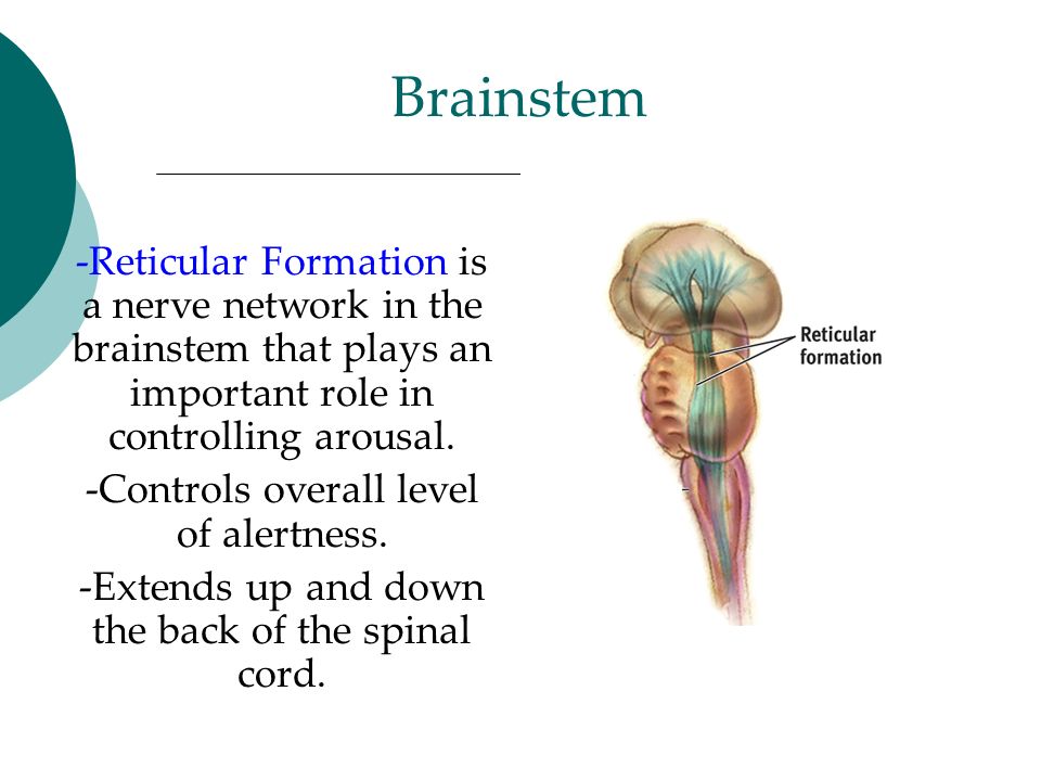 Brainstem -Reticular Formation is a nerve network in the brainstem that plays an important role in controlling arousal.